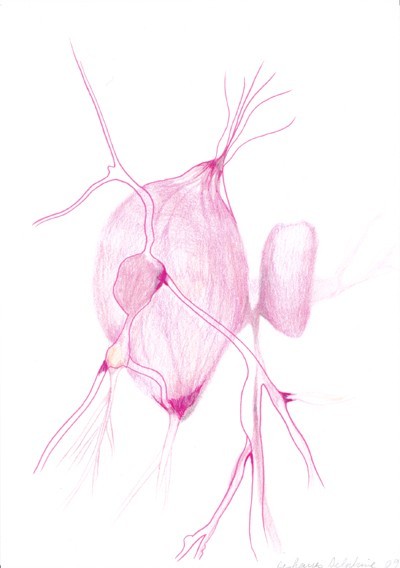 25_26_26_organess0202