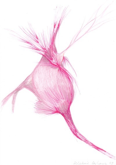 25_26_26_organess0204